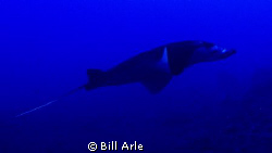 Manta-Kona, HI.  Olympus SP350 and Inon wide angle lens. by Bill Arle 
